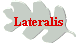 Lateralis